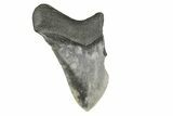 Partial, Fossil Megalodon Tooth #193968-1